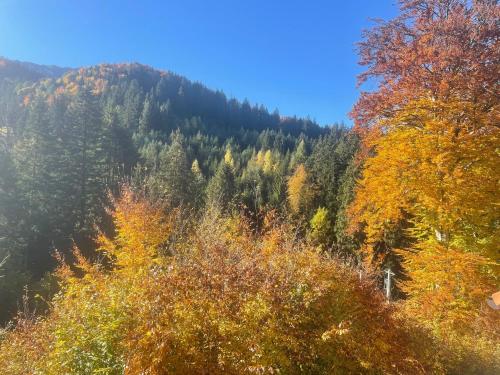 an autumn view of a forest with trees at 7Soapte in Braşov