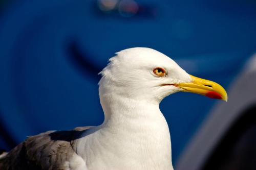 a white bird with a yellow beak and orange eyes at Studio 4827-3 for 4 Pers in Nerezine in Nerezine