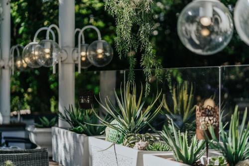 a display of potted plants in a store at Landgasthof Adler in Breisach am Rhein