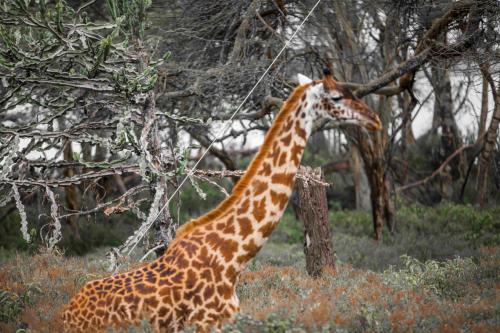 Animales en el camping o alrededores