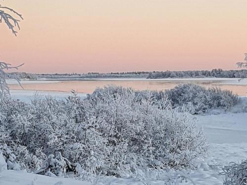 a snow covered bush with a river in the background at Holiday Home Pikkupöllö in Kaaresuvanto