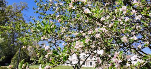 a tree with pink flowers in front of a white house at CHATEAU DE BRINVILLE in Saint-Sauveur-sur-École