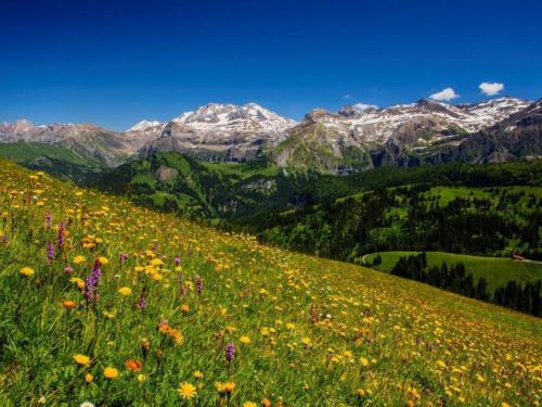 a field of flowers on a hill with mountains in the background at Apartment Teleboy by Interhome in Lenk