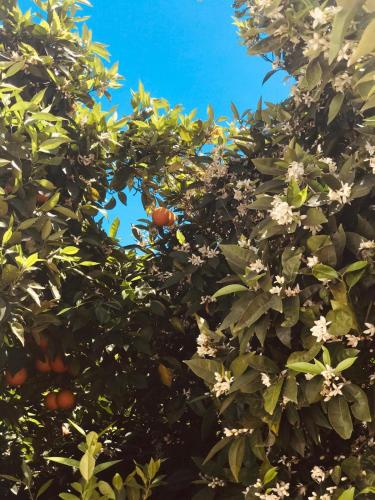an orange tree with fruits and flowers on it at Terre del Faro in Scanzano