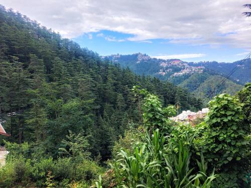 a lush green hillside with trees and houses on it at Neha Homestay in Shimla
