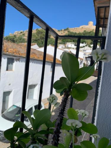 una planta en una ventana con vistas a un edificio en El estudio - beautiful apartment in historic old town, en Jimena de la Frontera