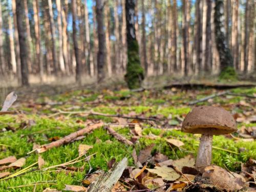 a mushroom sitting on the ground in a forest at Pensjonat Leśniczówka in Słubice