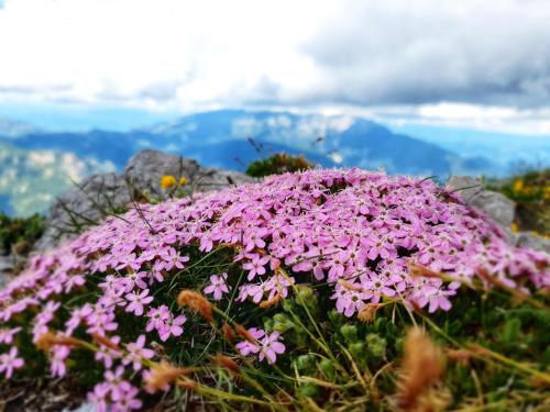 a bunch of pink flowers on top of a mountain at Natur pur Pikovo in Črna na Koroškem