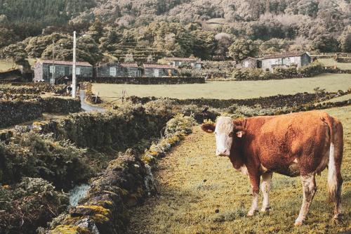 a brown and white cow standing in a field at Adegas do Pico in São Roque do Pico