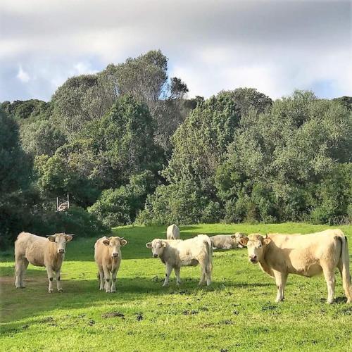 a herd of cows standing in a field at Lettu di Ita - Spectacular Gallura Stazzu with sea view and pool in Santa Teresa Gallura