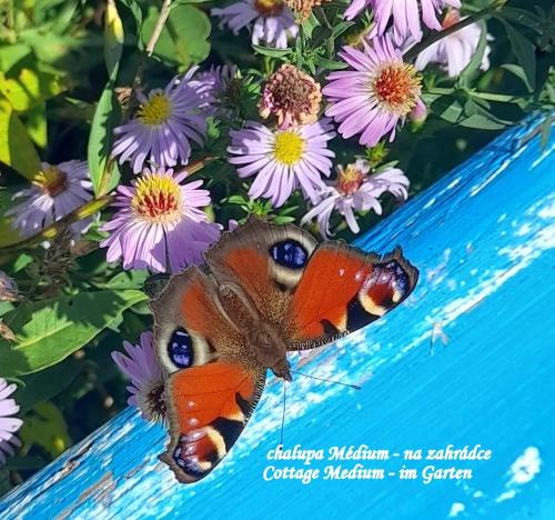 a butterfly is sitting on a bunch of flowers at Chalupa Medium in Krásná Lípa