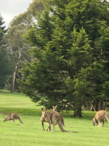 a group of kangaroos standing in a field at Wotama, Macedon B and B, Honour Ave, Mount Macedon in Mount Macedon