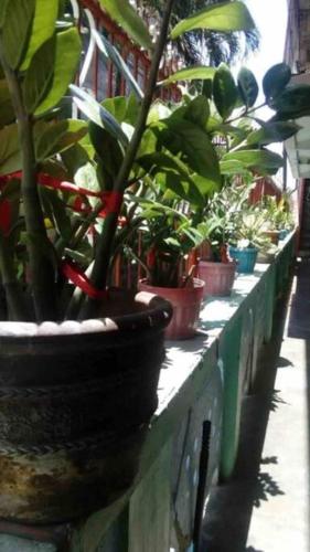 a row of potted plants sitting on a wall at LP Madriaga Private Apt fully furnished w/Balcony in Ayusan Norte