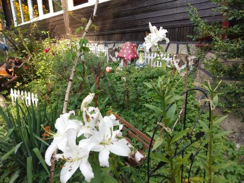 a garden with white flowers and a fence at pensiunea Gabriela in Durau