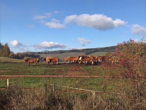 a herd of cows standing in a field at Apartmán u potoka in Cerny Dul