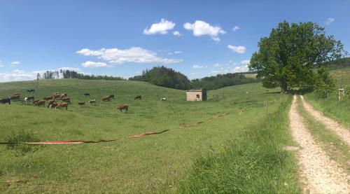 a herd of cows grazing in a field with a dirt road at Apartmán u potoka in Cerny Dul