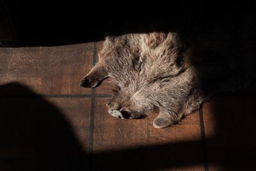 a wolf is laying on the floor at Hotel Schloss Neetzow in Neetzow