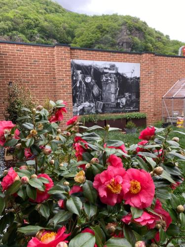 a bush of pink flowers in front of a brick wall at d'ARTEmisia Chambres d'hôtes in Pont-Saint-Martin