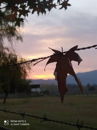 a leaf hanging from a barbed wire fence at Casa Galpón en la Laguna de Aculeo in Paine