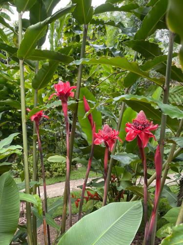 a group of red flowers in a garden at Pousada Horizonte Azul in Ilha de Boipeba