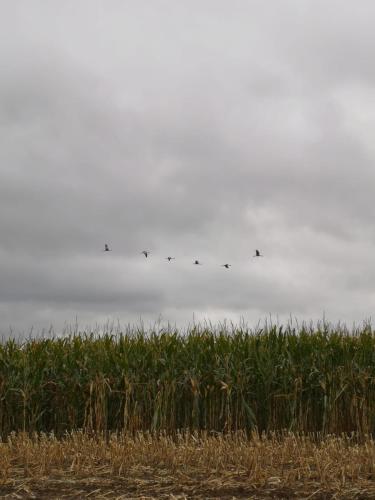 Gambar di galeri bagi Ferienwohnungen "Weitblick" und "Schwalbennest" di Lodmannshagen
