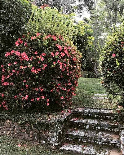 a bush with pink flowers and a stone path at Pinheiros do Rocio in Petrópolis