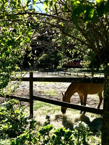 a horse grazing in a field next to a fence at Pinheiros do Rocio in Petrópolis