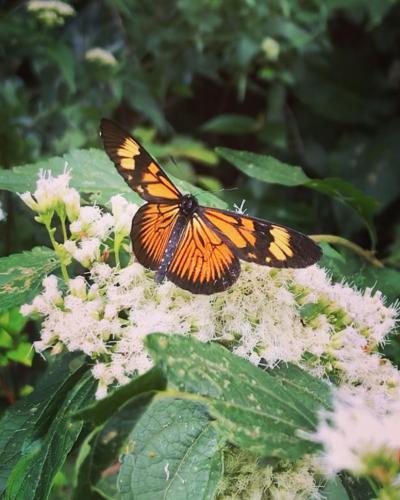 a butterfly is sitting on top of a flower at Pinheiros do Rocio in Petrópolis