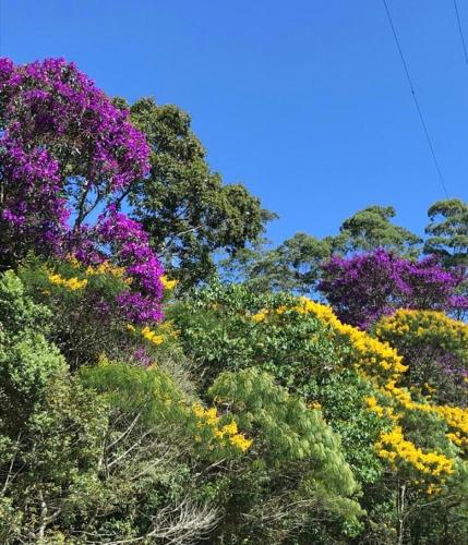 a group of trees with purple and yellow flowers at Pinheiros do Rocio in Petrópolis