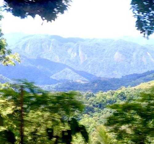 a view of a mountain range with trees in the foreground at Pinheiros do Rocio in Petrópolis