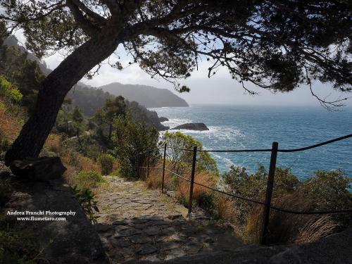 a path leading down to the ocean with a tree at La Terrazza sul Mare in Levanto