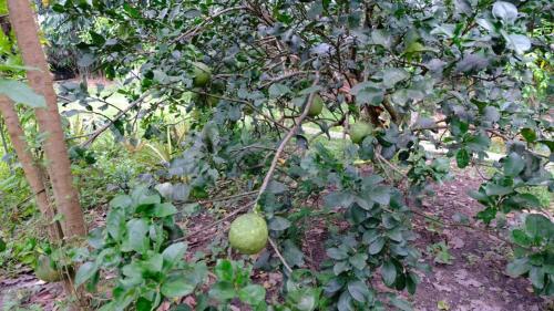 a bunch of green fruit hanging from a tree at Vườn Nhà Ngoại Garden Homestay in Cu Chi