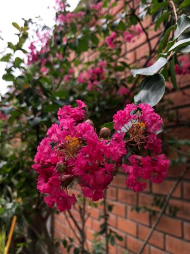 a bunch of pink flowers on a brick wall at Alojamiento Familiar Custodia in Tarapoto