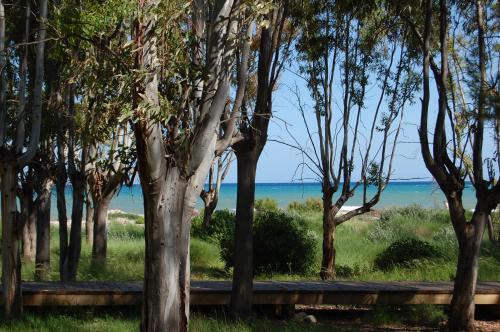 a view of the beach through the trees at Sitjar Casa Rural in Cabanes
