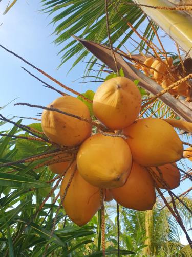 a bunch of yellow fruit hanging from a palm tree at Linsen Selfcatering Apartments in La Digue