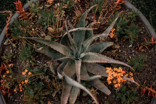 a succulent plant on the ground with other plants at Linvale Country Lodge in Hazyview