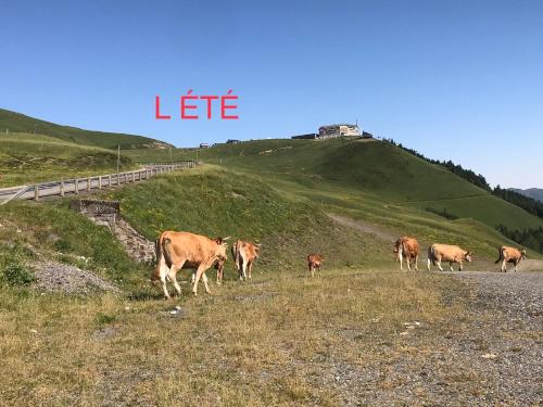 a herd of cows walking down a hill at Au pied des pistes in Saint-Aventin