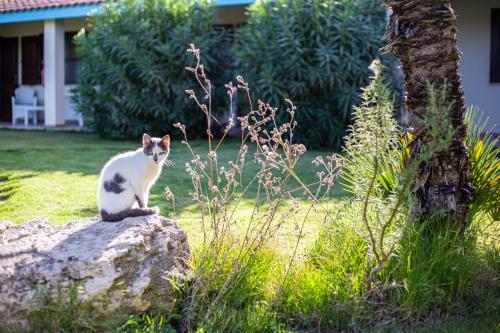 Fotografie z fotogalerie ubytování Agriturismo Is Cortillaris v destinaci Càbras