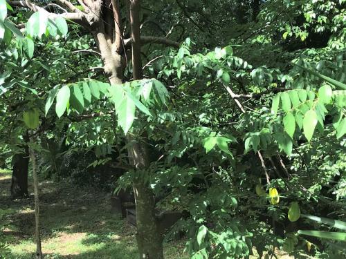 a tree with green leaves in a forest at APPARTEMENT COLIBRI , Les Anses d 'Arlet in Les Anses-dʼArlets