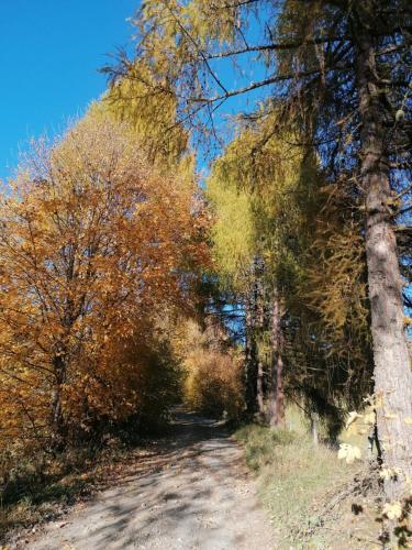 a dirt road with trees on both sides at Ferienwohnung Familie Pichler in Neumarkt in Steiermark