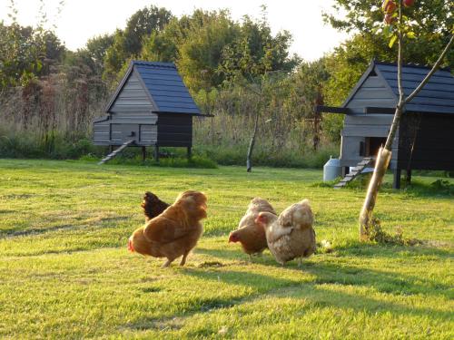 a group of chickens running in the grass at The Oaks Glamping - Magpie Half Shepherds Hut in Colkirk