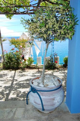a potted tree in a large white pot at Kastra in Velika