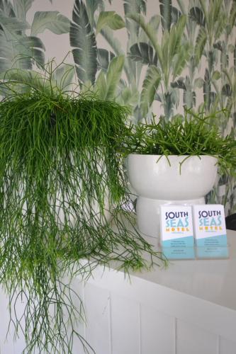 two plants in a white vase on a shelf at South Seas Motel in Merimbula