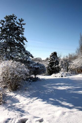 a snow covered road with two trees on it at B&B Le Jardin d'Epicure in Olne