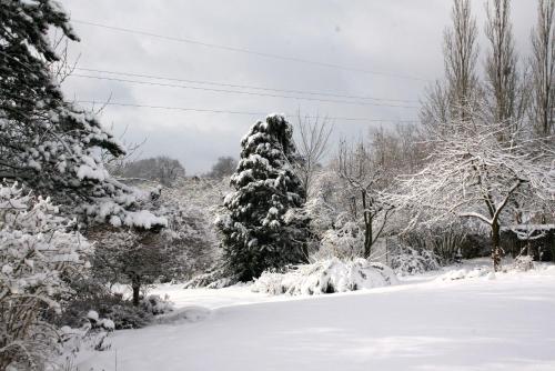 a snow covered pine tree in a garden at B&B Le Jardin d'Epicure in Olne