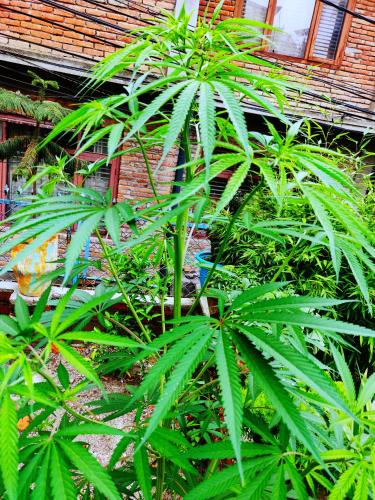 a group of green plants in front of a building at Yog Hostel- Rooftop Yoga & Backpacker Social Stay in Thamel, Kathamndu in Kathmandu
