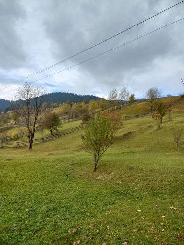 a field of green grass with trees in the distance at Маєток У ҐАЗДИ in Synevyrsʼka Polyana