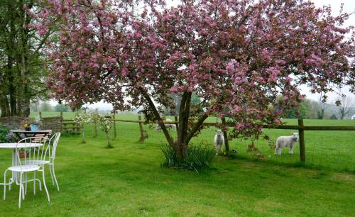 a table and chairs under a tree with pink flowers at Yew Tree Farm in Congleton