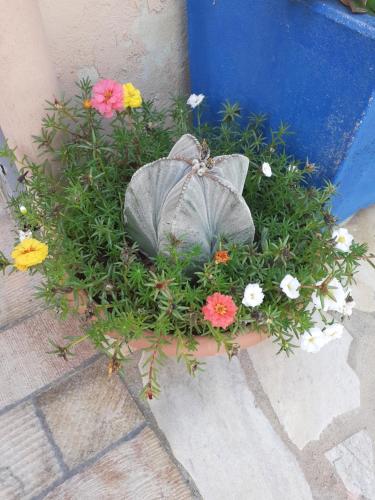 a potted plant with flowers in a pot at Casa Vacanza Su bonu Acatu in Càbras