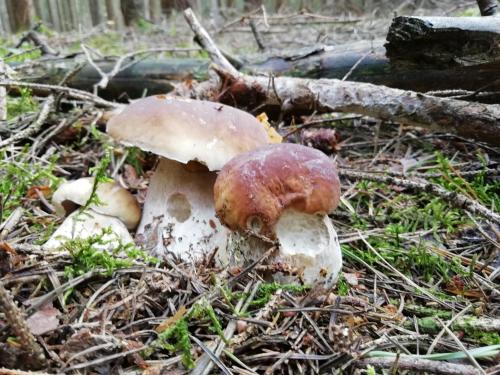 a group of mushrooms on the ground in the woods at Ponyhof Adam Urlaub auf dem Bauernhof in Eschlkam